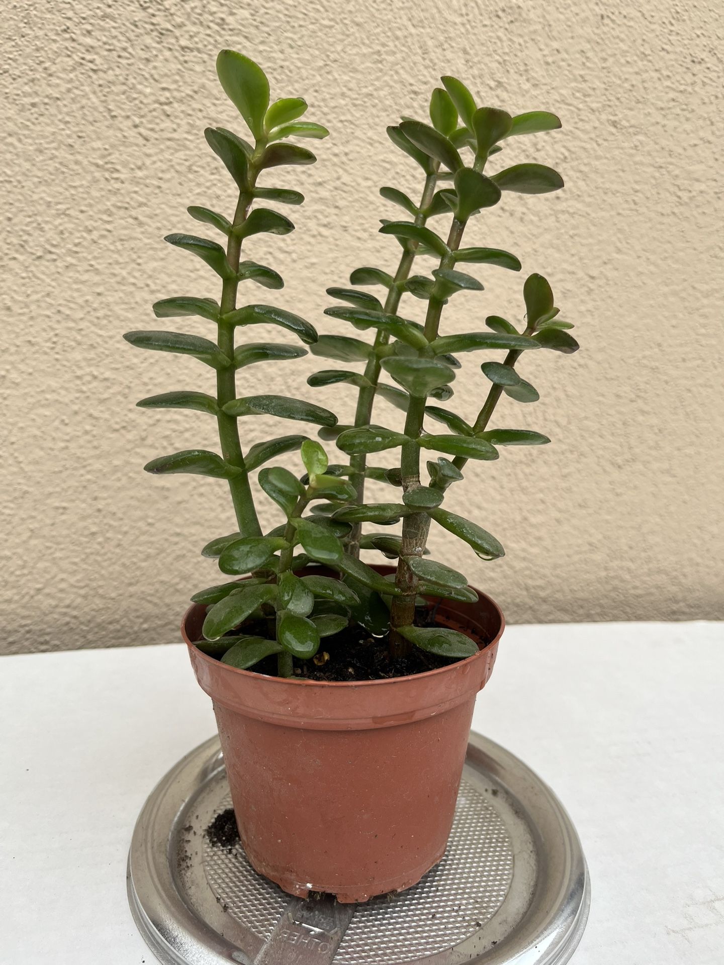 Adorable 9β Jade πΏ Purify Air π± Mood π Positive Energy