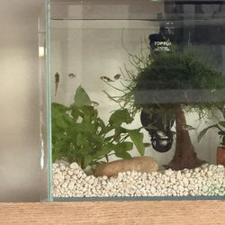 Fish Tank 