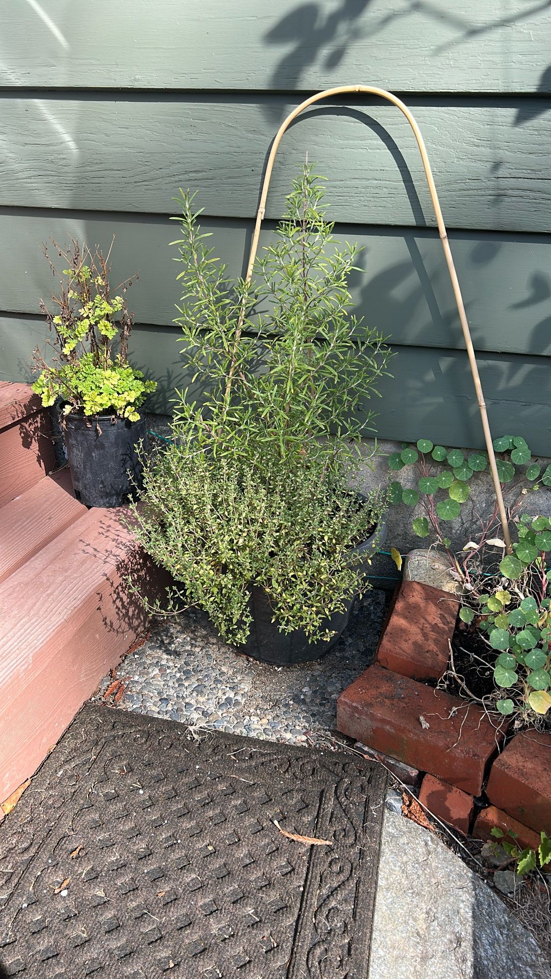Potted Organic Rosemary & Thyme – Established Culinary Herbs