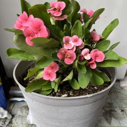 Corona De Cristo Con Muchas Flores $40 Por Toda La Maceta  Bonito Regalo Para Mamá