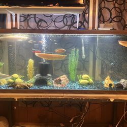 135 Gallon Tank W Stand 