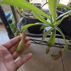 Carnivorous Pitcher Plant