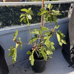 Black Mission Fig Tree 15 Gallons. 25+ Figs 