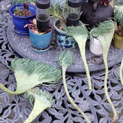 Mermaid Tails  Succulents 