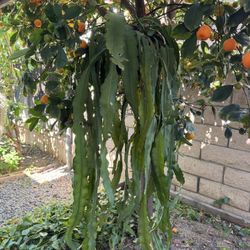 Succulent Orchid Plant