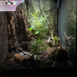 Gecko Tank