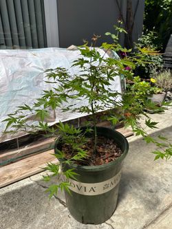 Maple tree