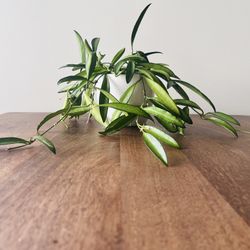 Hoya in 4" plastic pot