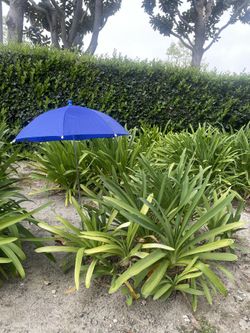 Umbrella Plant Shades
