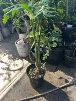 Monstera