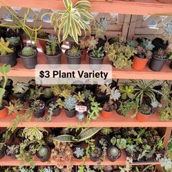 ❤️ $3 Plant Variety ❤️