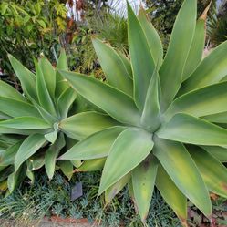 Foxtail Agave Plant
