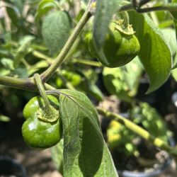 Chile Manzano / Chili Manzano Plant 