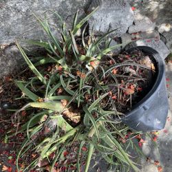 Free aloe Vera Plants