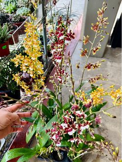Oncidium orchids “Dancing Lady Orchid “ lan vũ nữ