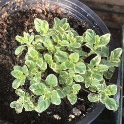 1 Variegated Marjoram Herb Plant - 4 inch pot 