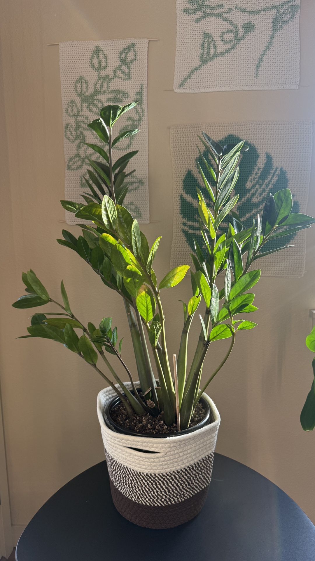 Zz Plant 3 Feet Tall