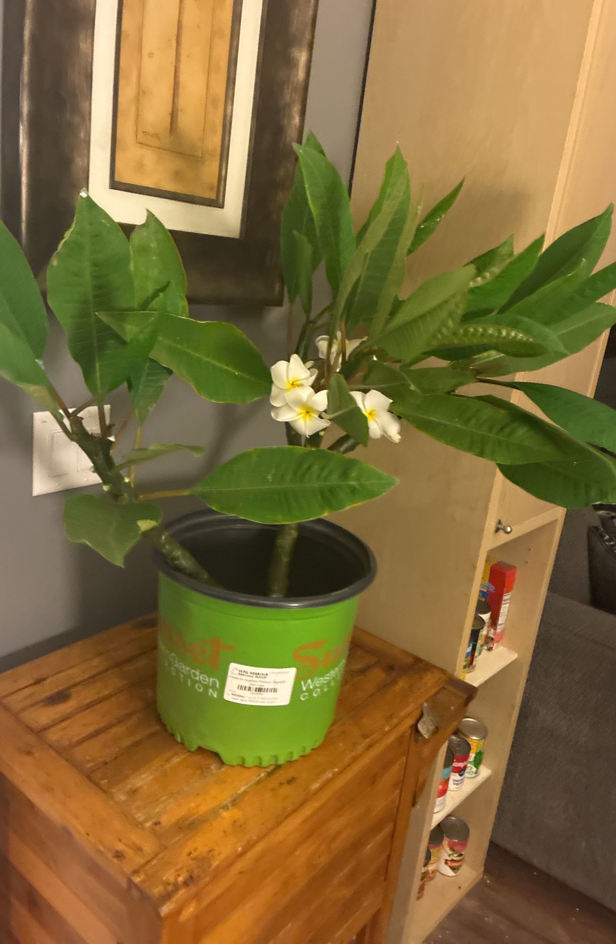 Plumerias Rooted Potted Pink /yellow White 