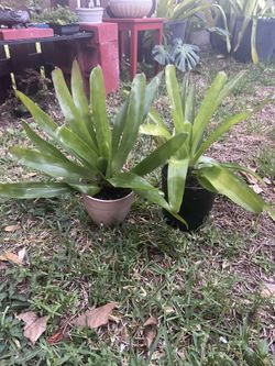 Bromeliads (Plants)