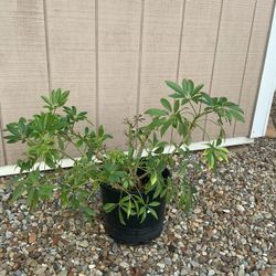 Large Umbrella Tree Plant