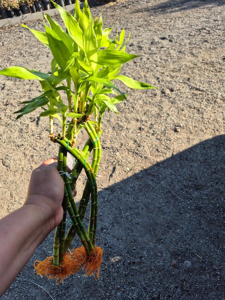 Lucky Bamboo Plant $5 Each