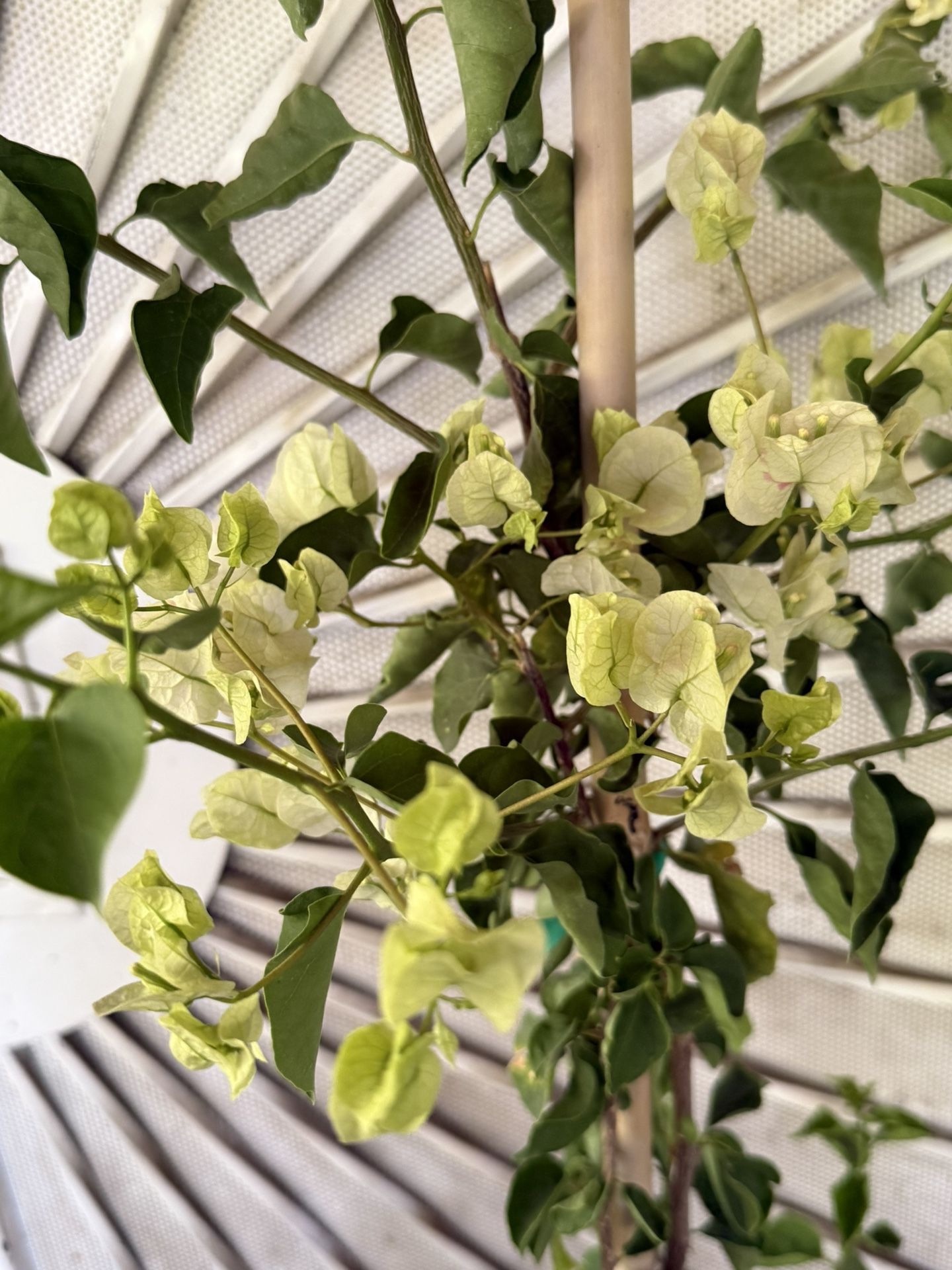 White Bougainvillea Plant Flower
