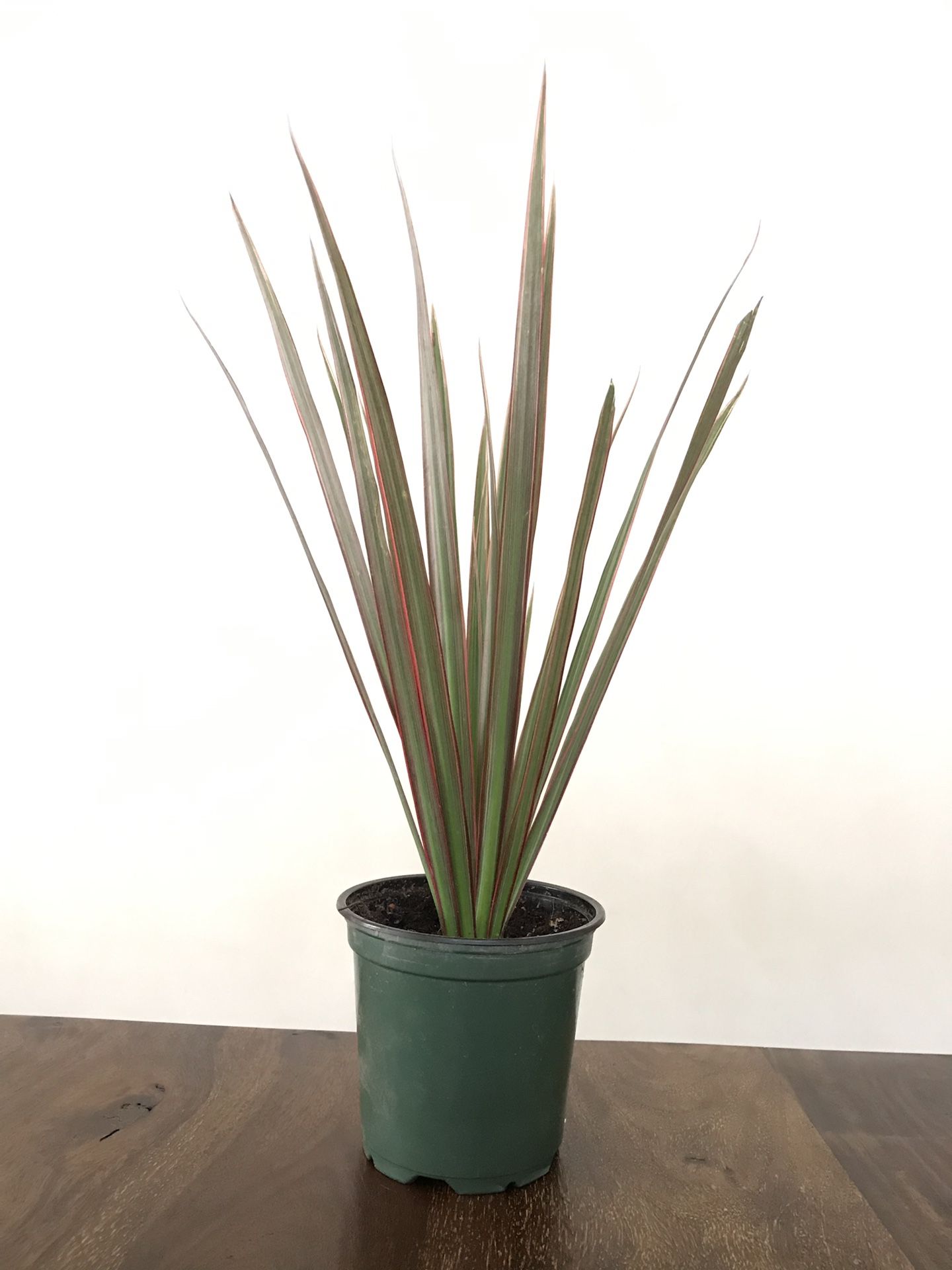 Live Dracaena “Dragon Plant” in 4” Pot