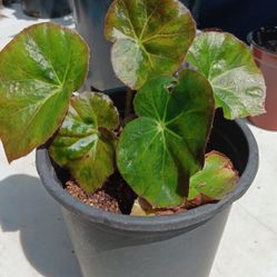 PLANTA