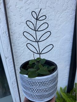 Hoya Mathilde $35