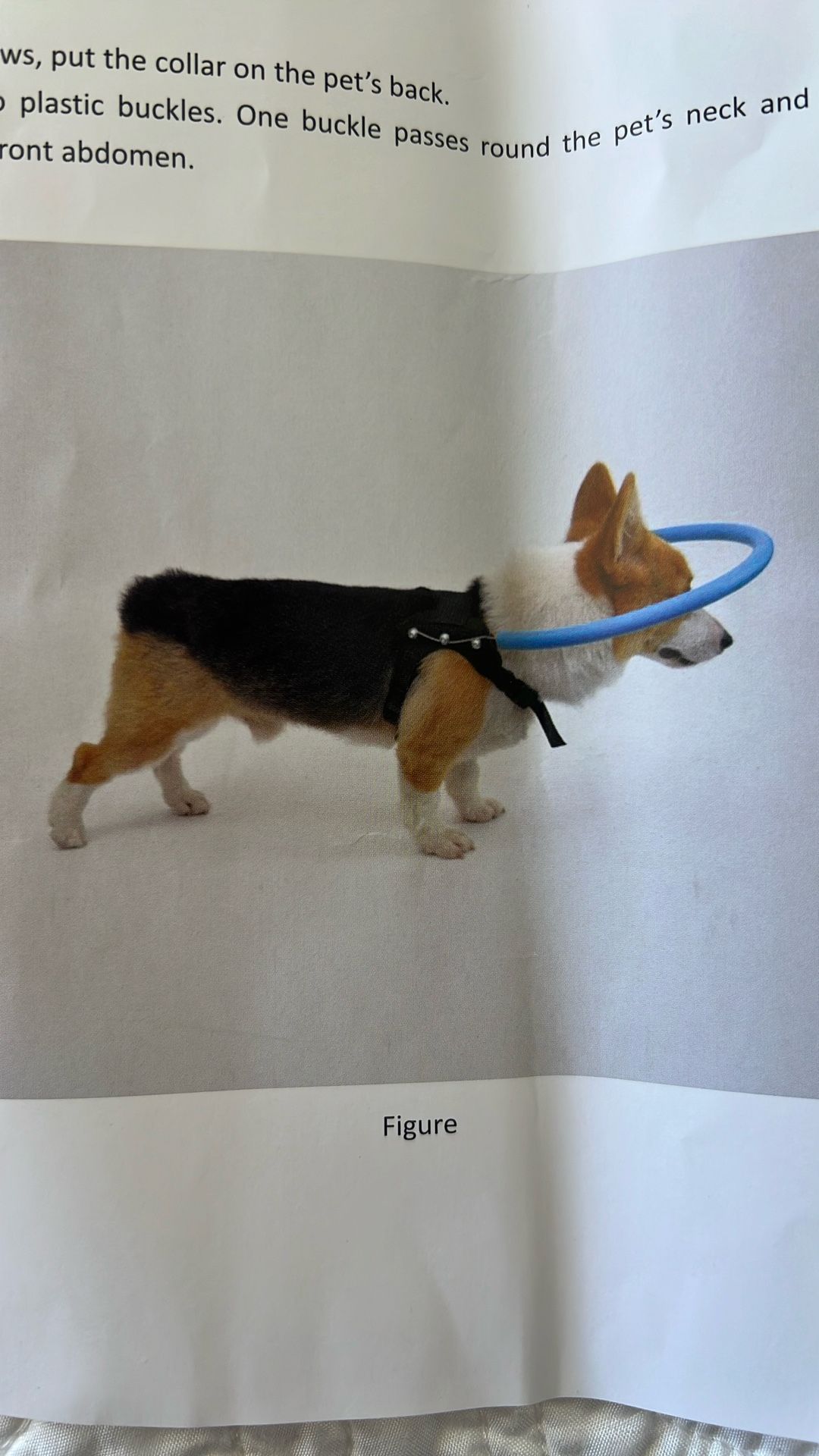 Dog anti-collision collar