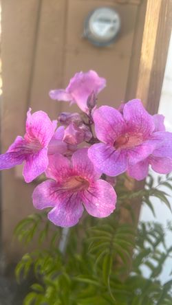 Bignonia