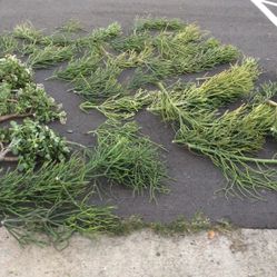 Free Plants Free Plants Free Plants National City Off The 5 Freeway Free Succulent Plants Cactus Ect 