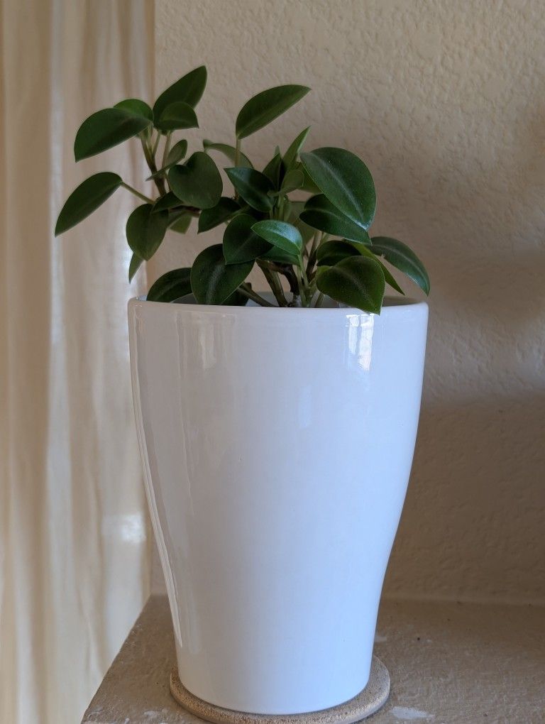 Healthy Beautiful Indoor Plant(Large Peperomia)