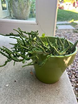 Crassula Succulent