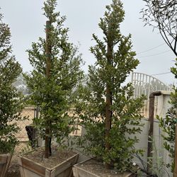 carolina cherry laurel, English laurel for  hedge and privacy 24”box 