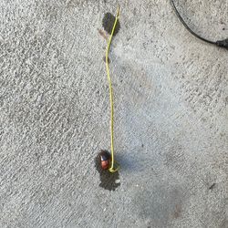 Lotus Plant  Starter