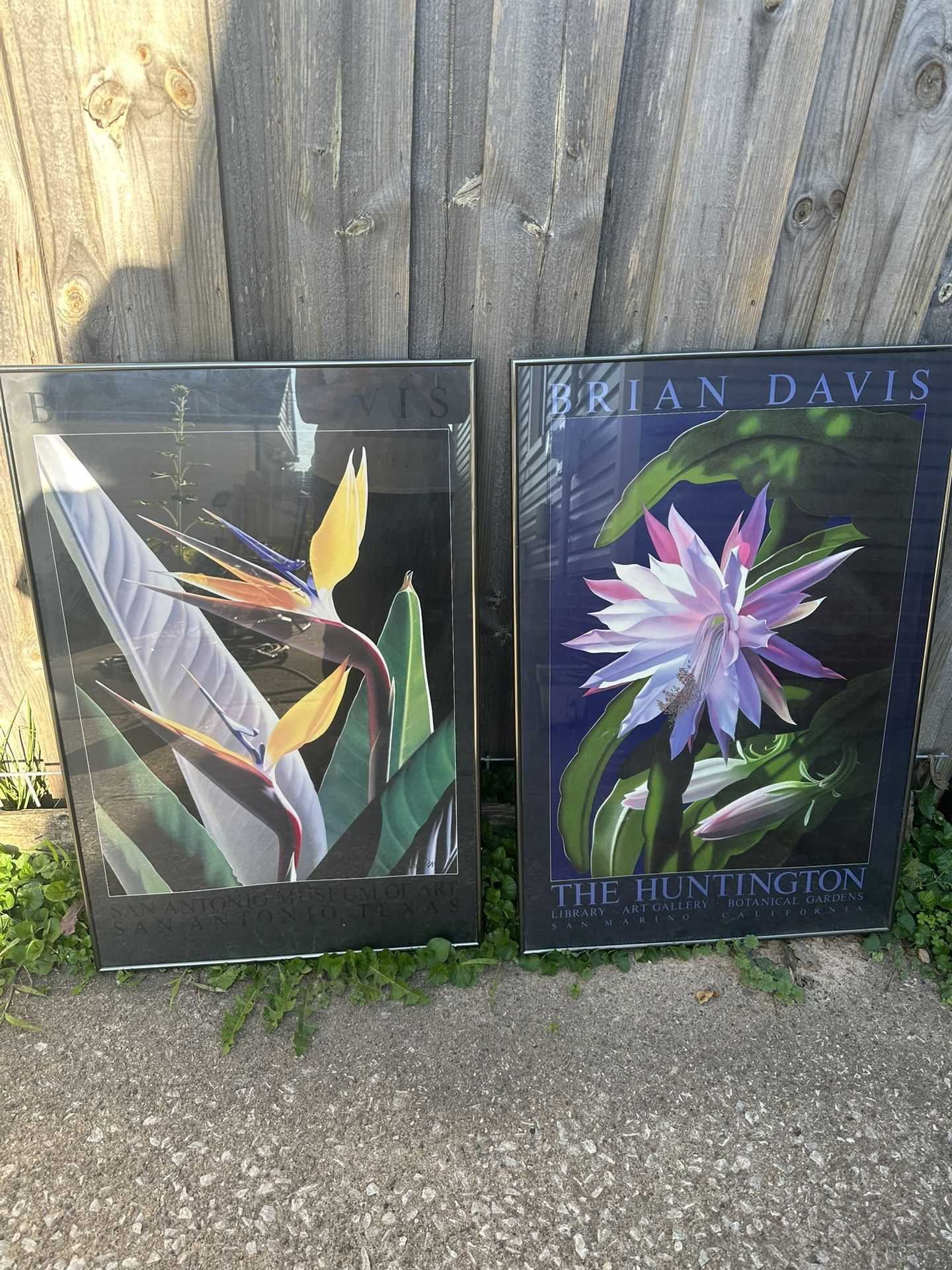 Pair Of Brian Davis Framed Posters Heavy Cactus Orchid And Bird Of Paradise