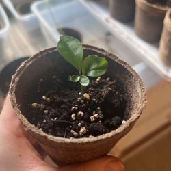 Grapefruit Tree Sprout