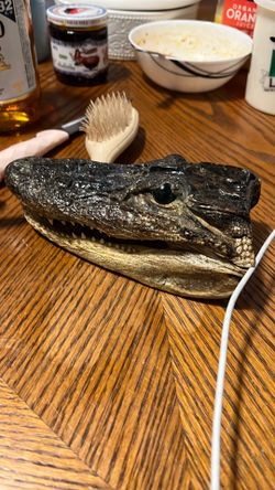 Alligator
