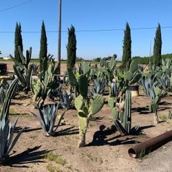 Nopales