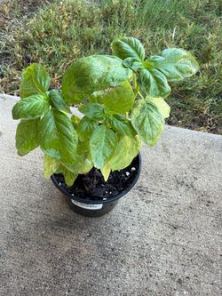 Small Sweet Basil-$4