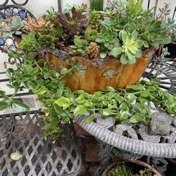 Succulent arrangement 