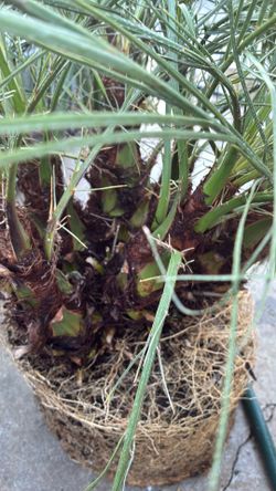 MULTI TRUNK PYGMY DATE PALM