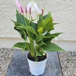 Anthurium Hybrid Plant #1