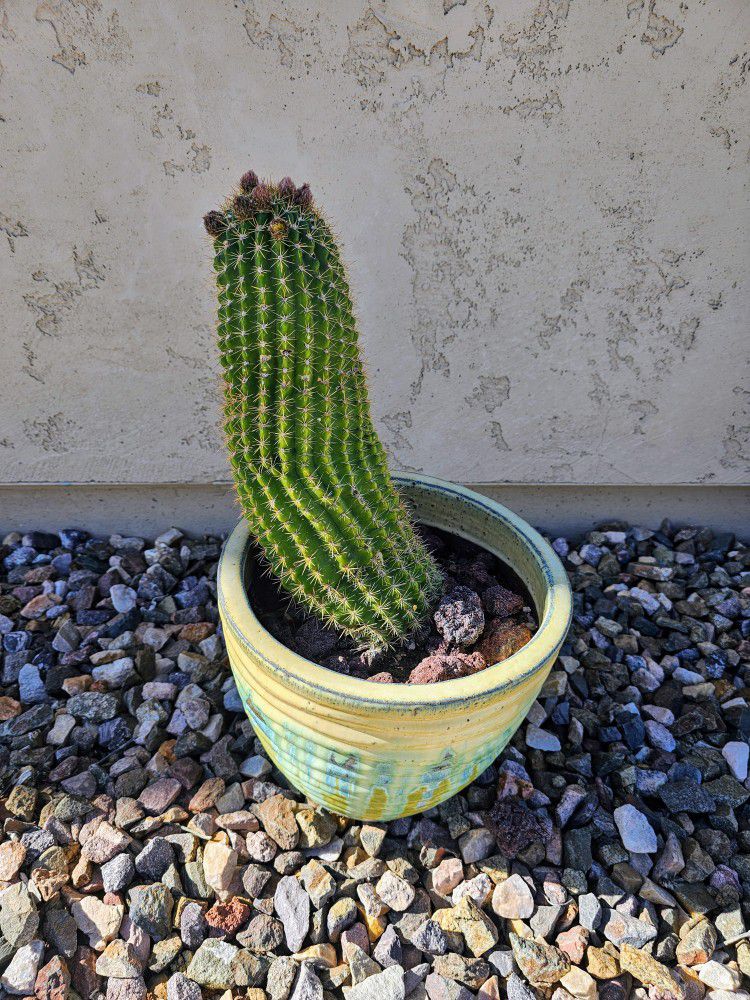  Cactus And 1 Fire Plant