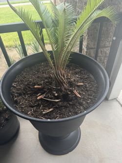 Sego Palm