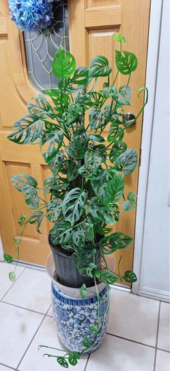 Swiss Cheese Monstera