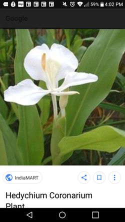 Very rare variety ,very fragrant flower plants.