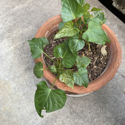 Sweet Potato Plants In  Terracotta Pot