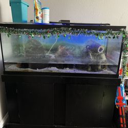 Fish Tank